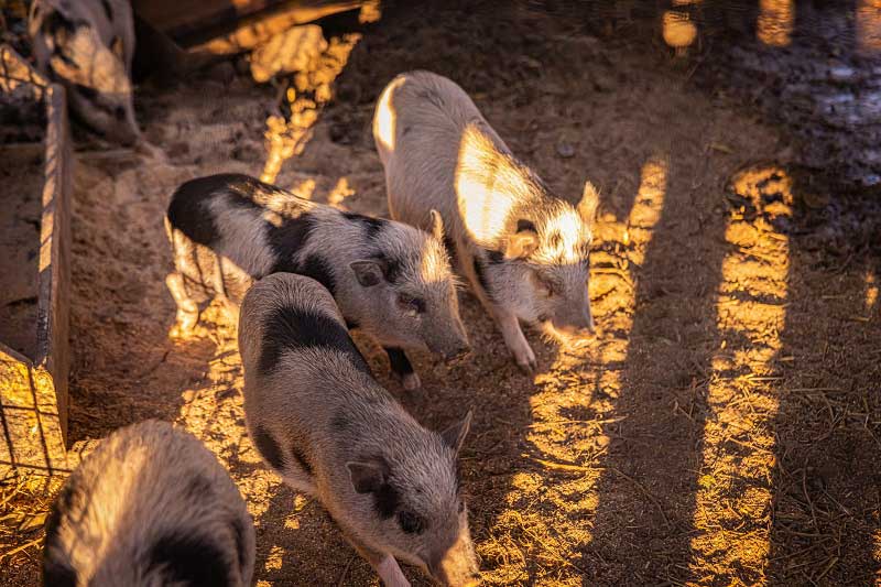 disznótoros hétvége