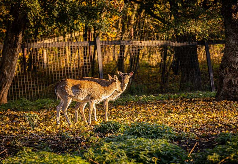 Disznótoros hétvége a Fenyőharaszt Kastélyszállóban