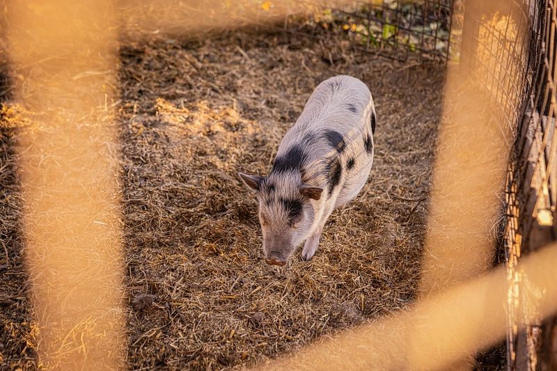 Vidéki disznóvágás