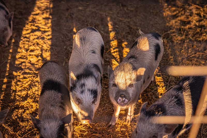 vidéki disznóvágás